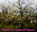 Студеный овраг - продаю участок ИЖС.